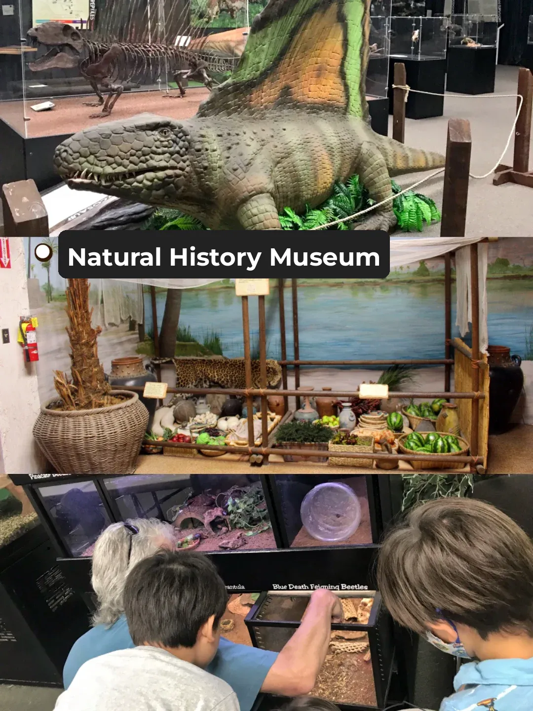 Where to Take Your Kids in Las Vegas? Great Photo Spots, Delicious Eats, and Animal Encounters