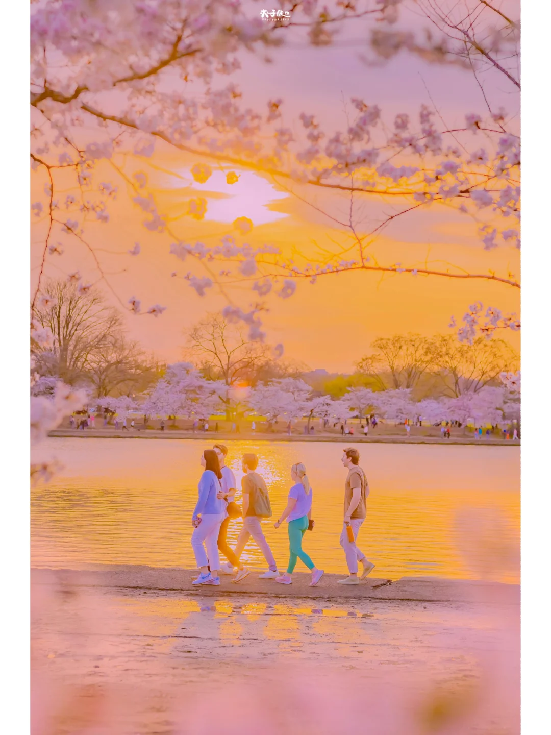 🌸Cherry Blossoms in the U.S. | The Best Photography Spots in Washington, D.C.🌸