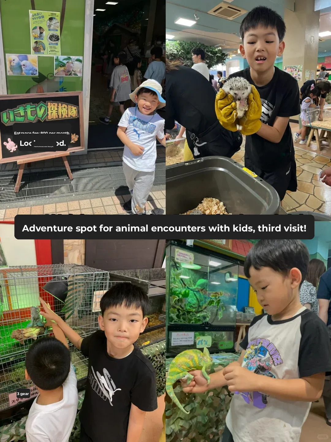 Third Time's the Charm: Family Adventure with the Little Animal Explorers near Tokyo 🇯🇵