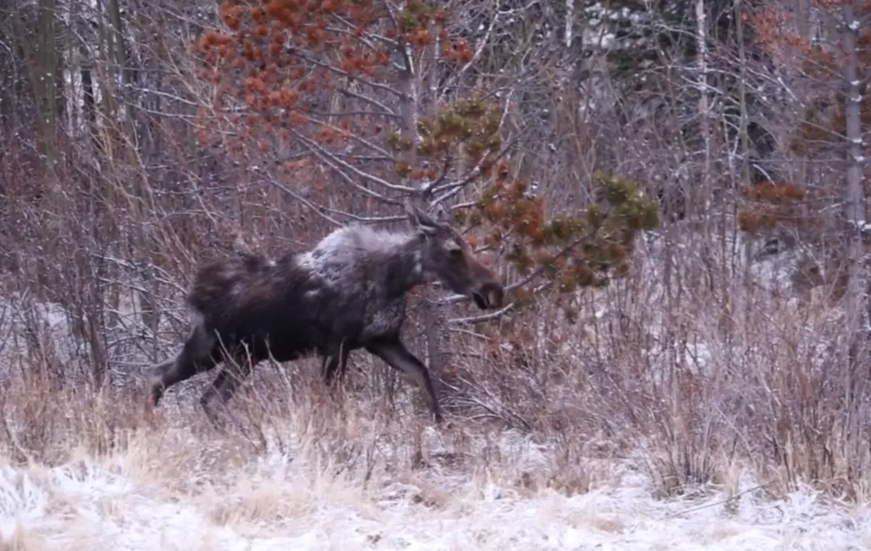 Breath of the Wild: The Ever-Changing Weather of the Rocky Mountains