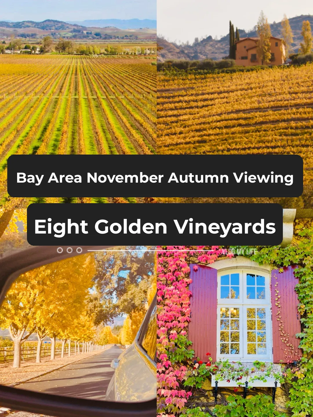 Golden November in the Bay Area: Napa Sonoma Fall Vineyard Recommendations