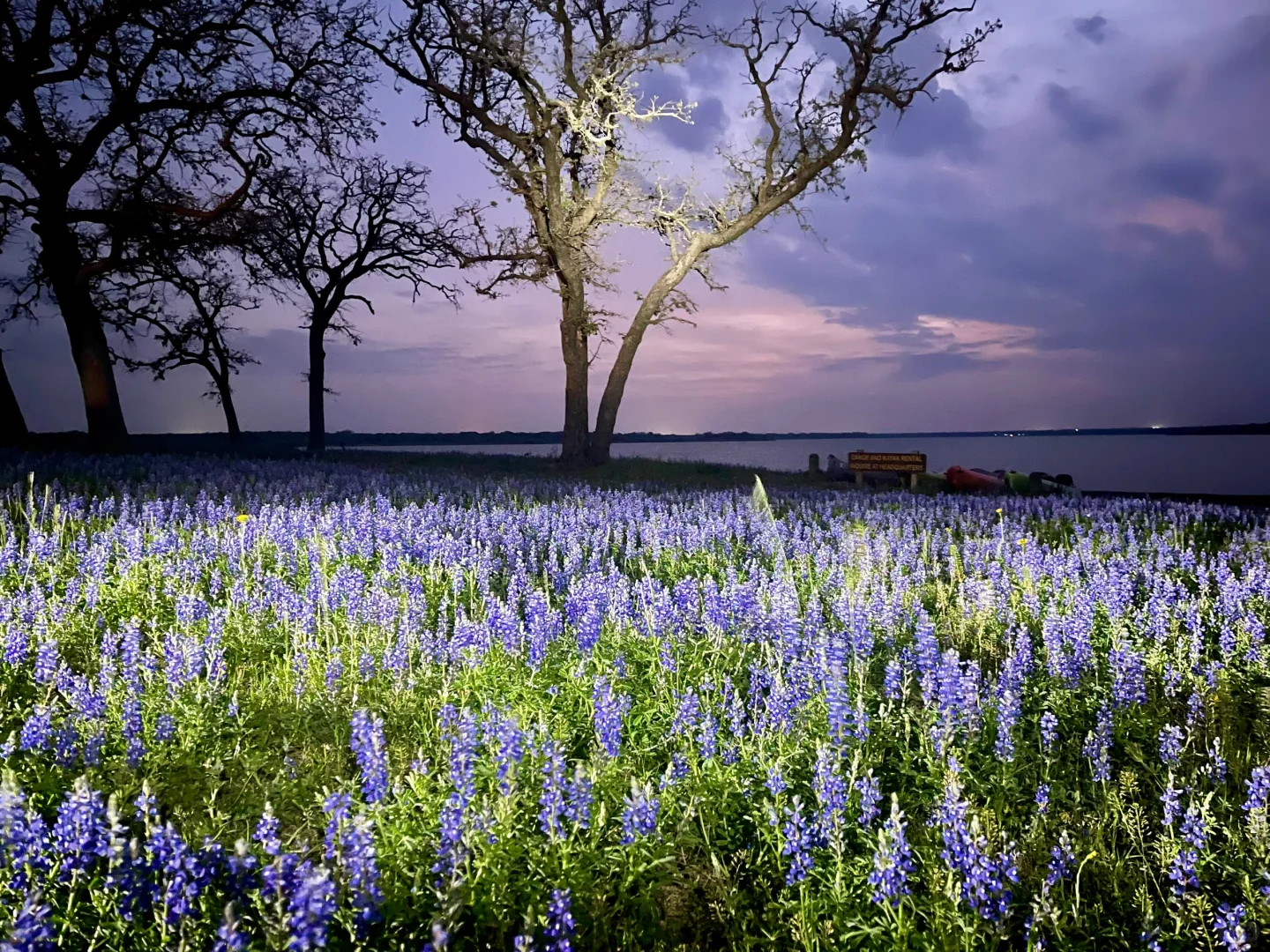 Houston | Bluebonnets and Bass Season Special
