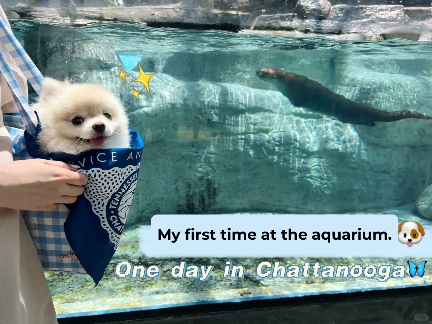 Tennessee Chattanooga | The Aquarium | A Dog-Friendly 🐶 Small Town
