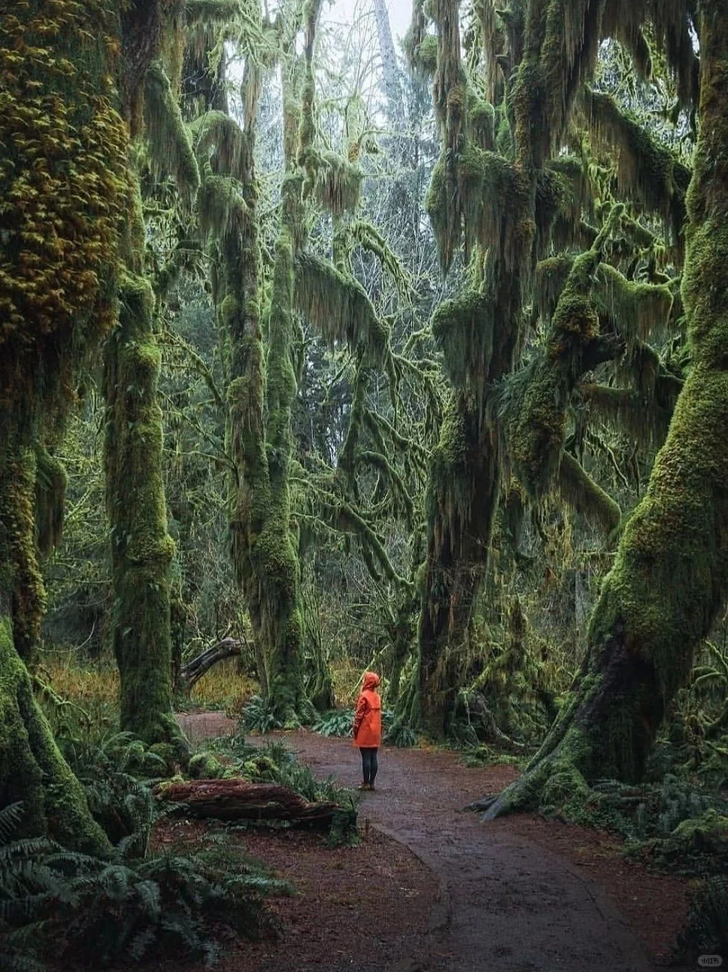 Day Trip to the Enchanted Hoh Rainforest in Seattle 🌲