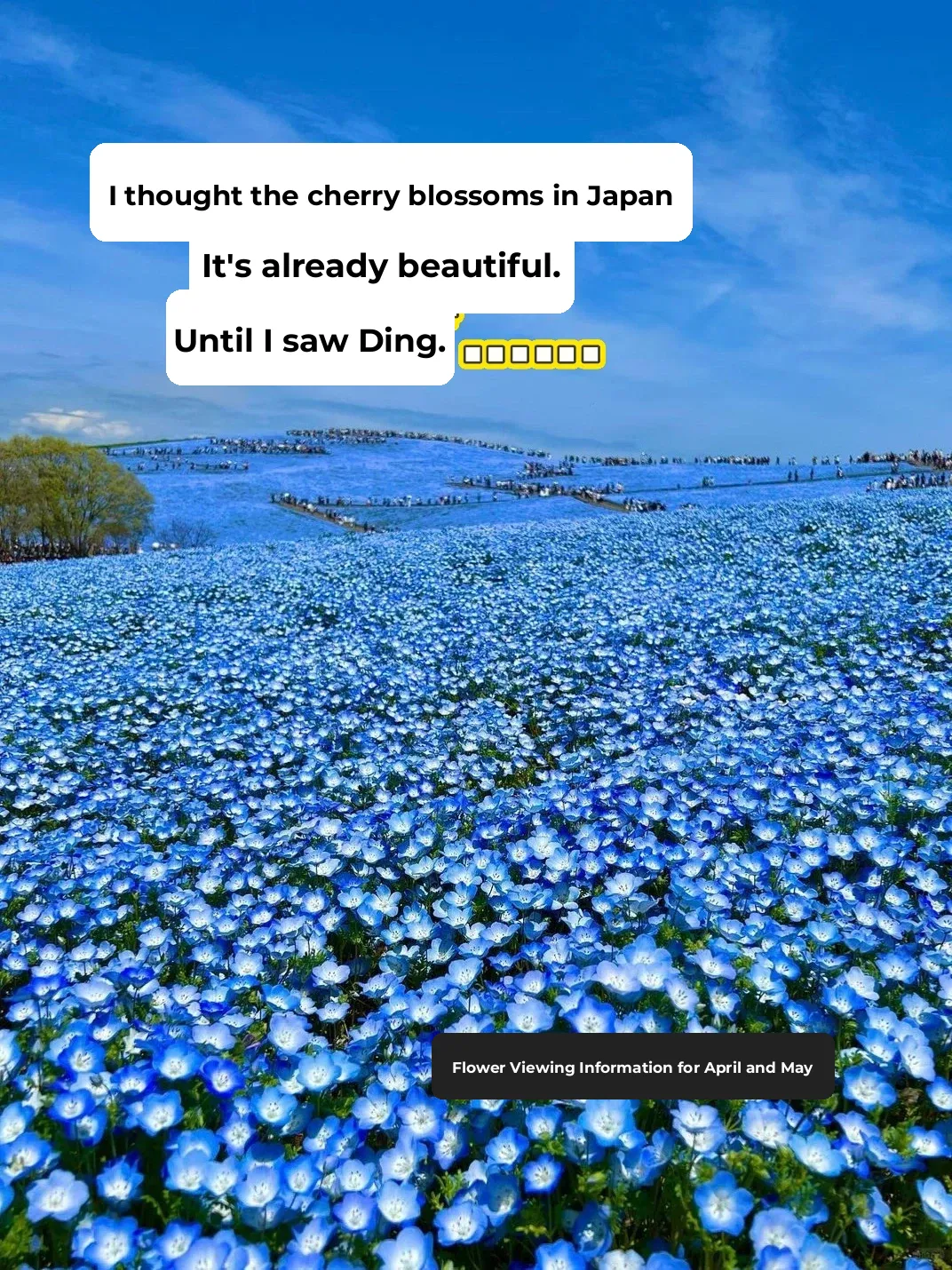 I thought Japan's cherry blossoms were already stunning! Until I saw this...