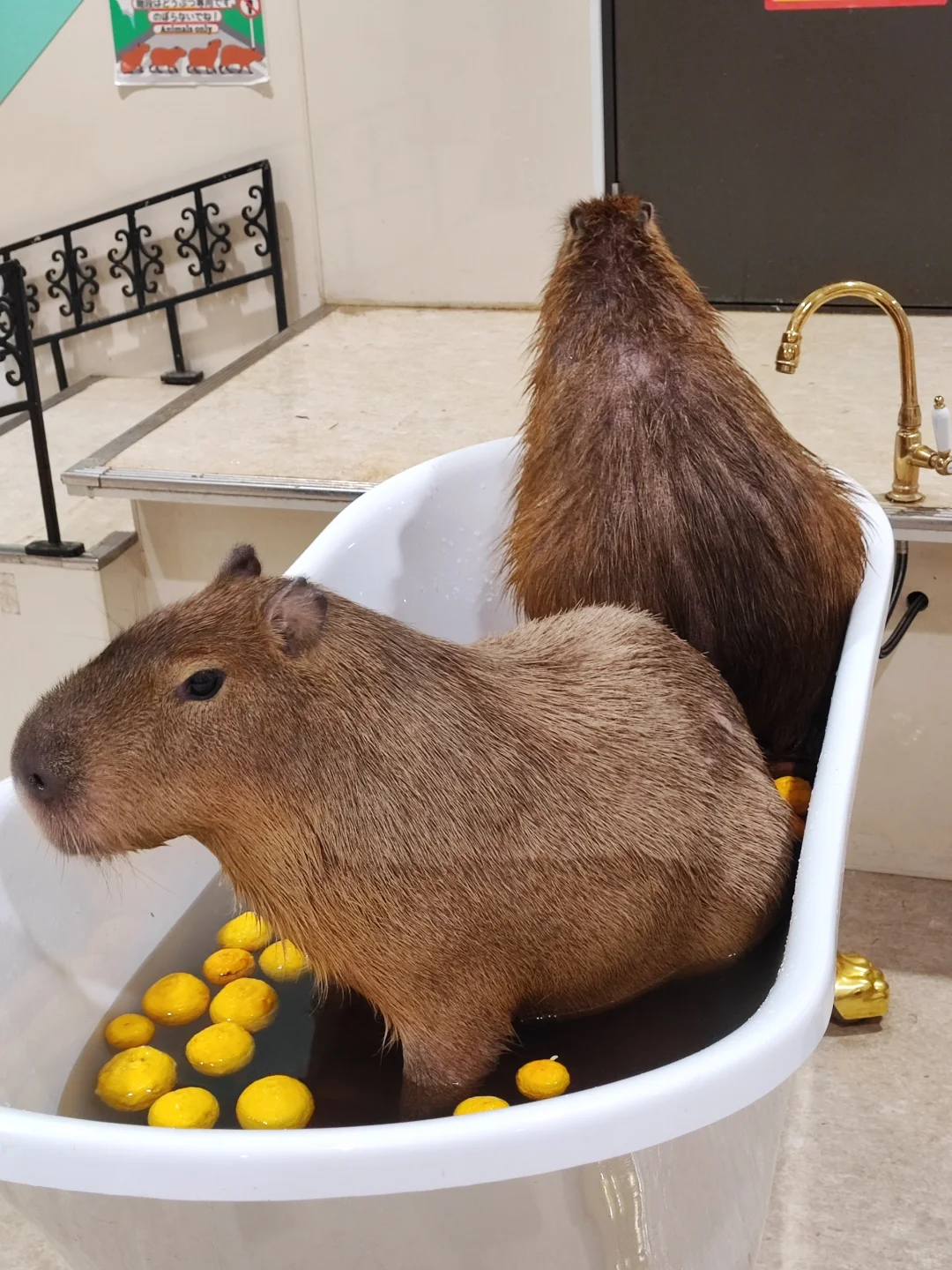 🇯🇵 Momma! Tokyo's Indoor Zoo OG! 🦔