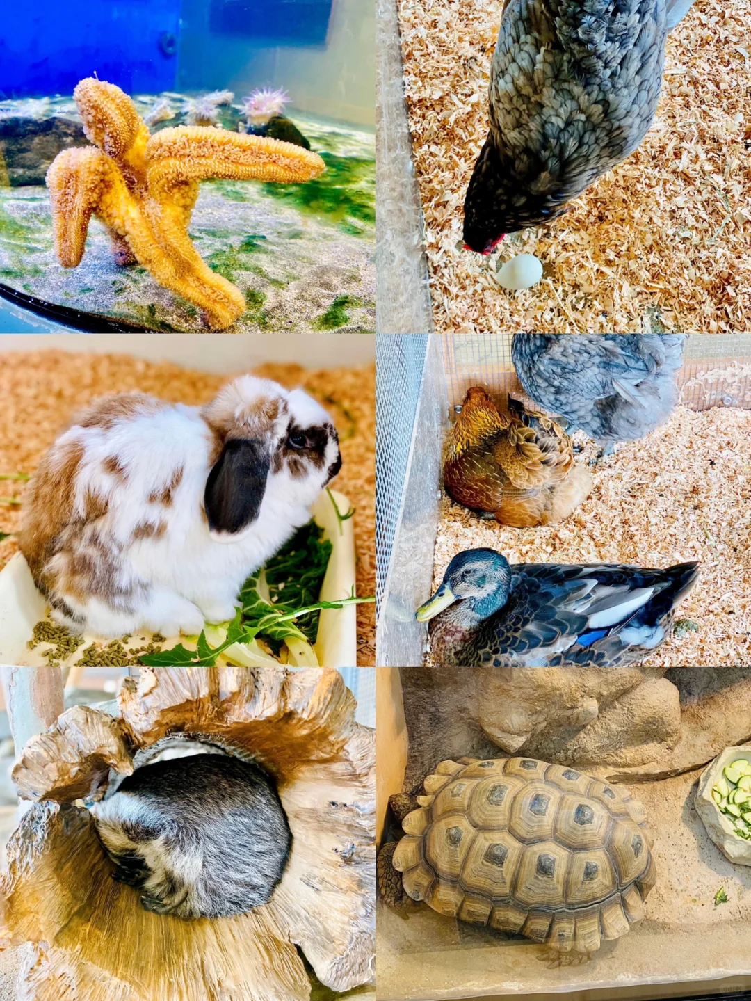 SF Free Family-Friendly Spot | Hidden Gem Museum + Hiking in San Francisco