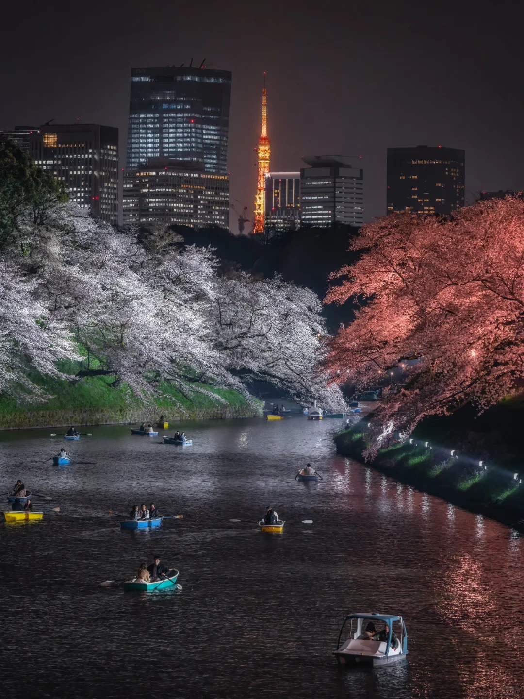 Extended Until April 7th | Cherry Blossom Viewing Event in Tokyo's Chiyoda District is Here! 🌸
