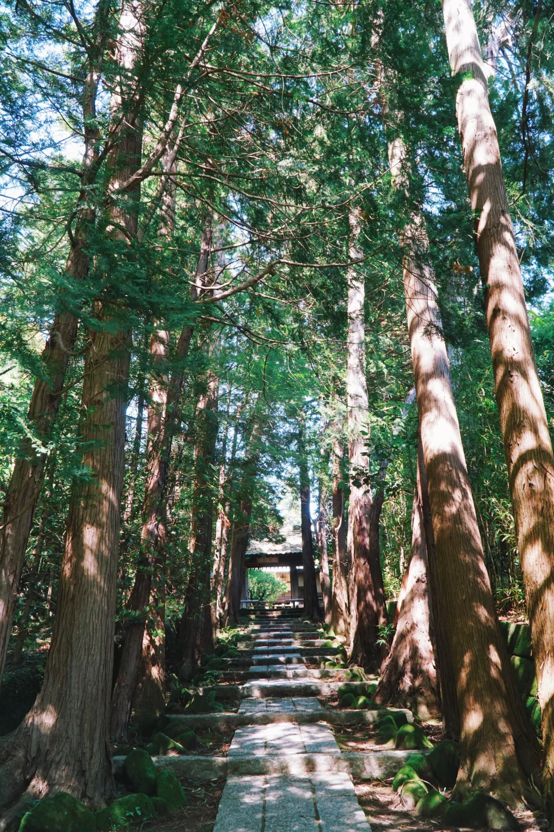 Discover Kamakura's Hidden Gem: A Unique Hiking Trail Through Iconic Temples