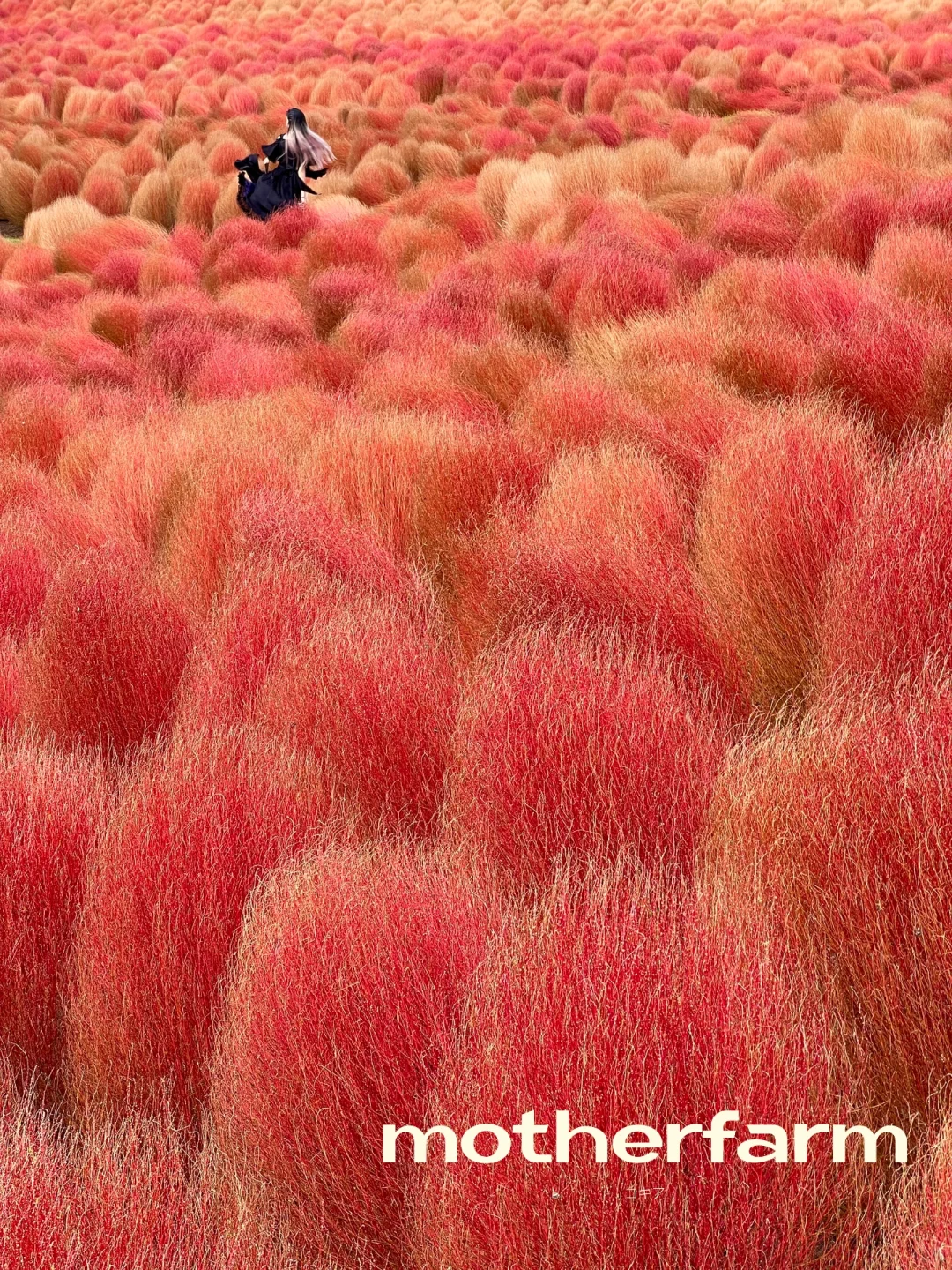 Who even goes to Hitachi Seaside Park for this crappy grass? 🇯🇵