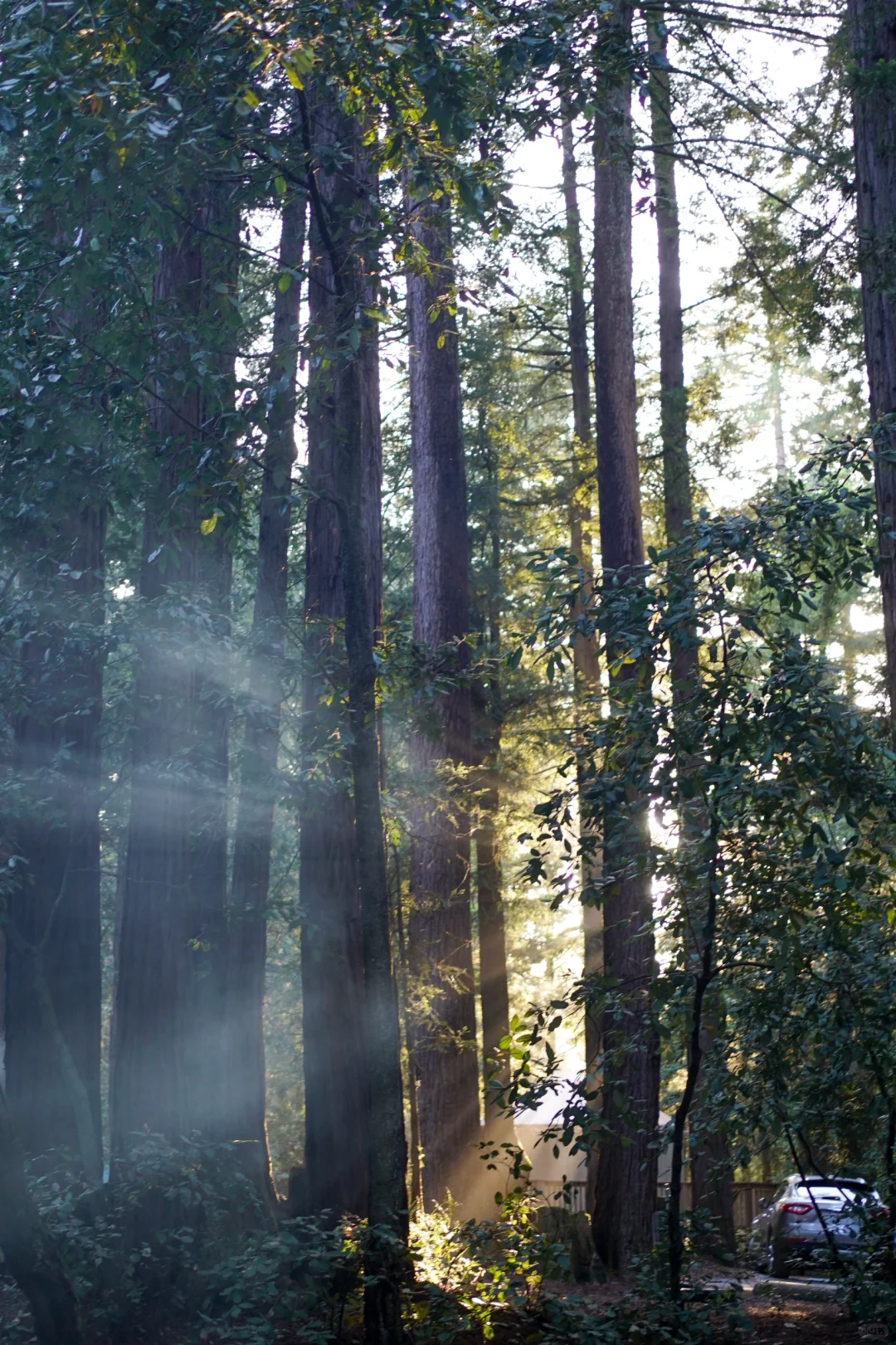 "Hidden Gem: Mt Madonna, a Unique and Off-the-Beaten-Path Campground in the Bay Area"