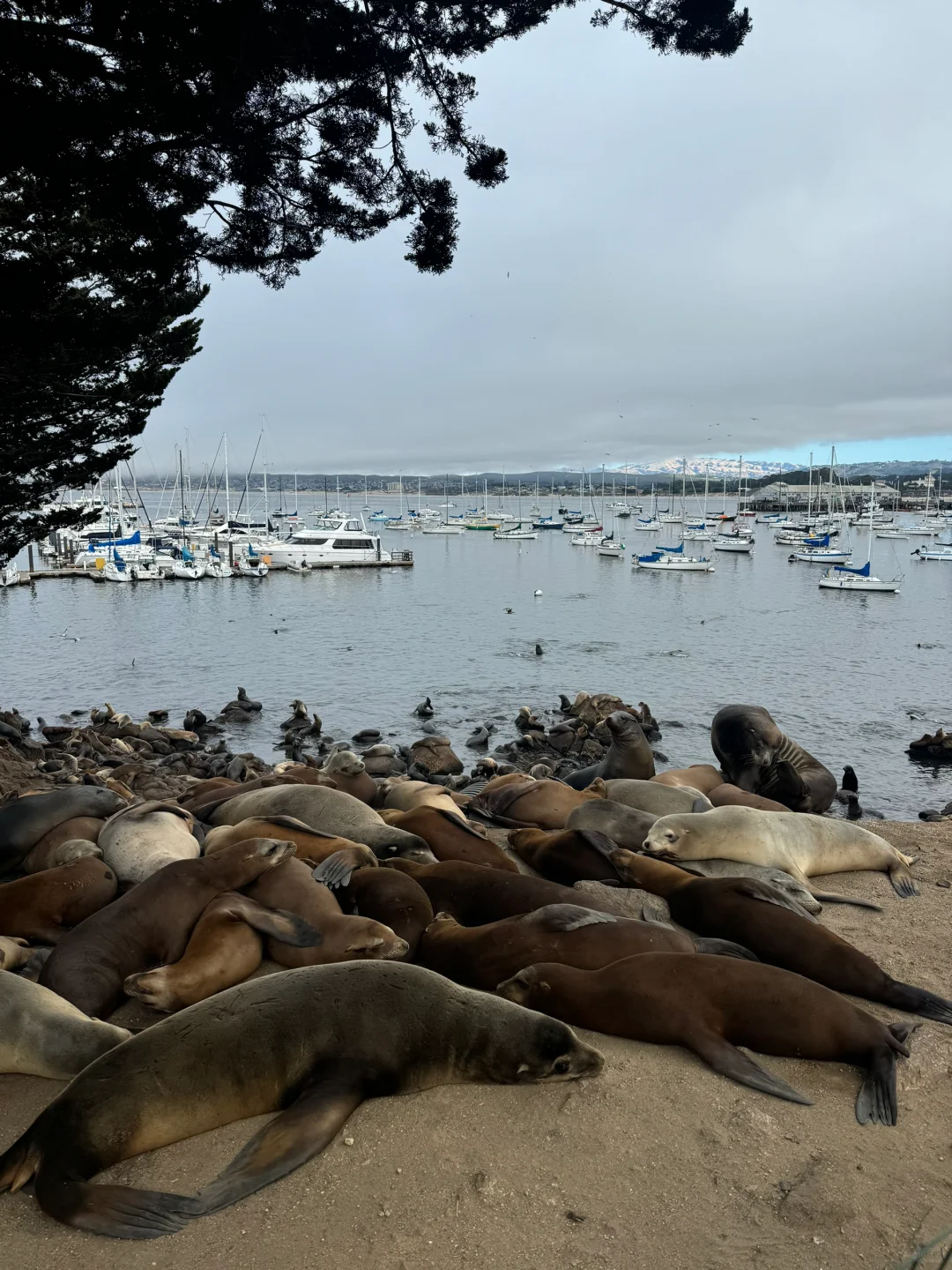Up Close with Sea Lions 🦭 A Set of "Fragrant" Live Photos 🫢
