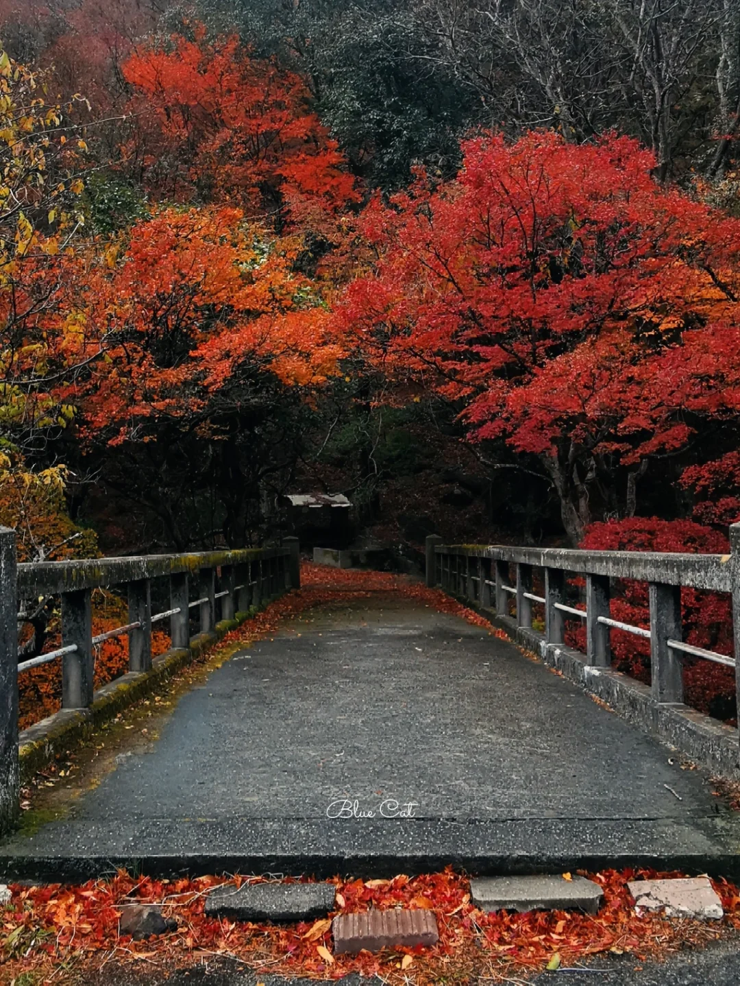 "Lonely Planet" Didn't Lie to Me, Truly One of the Top 10 Places for Autumn Foliage
