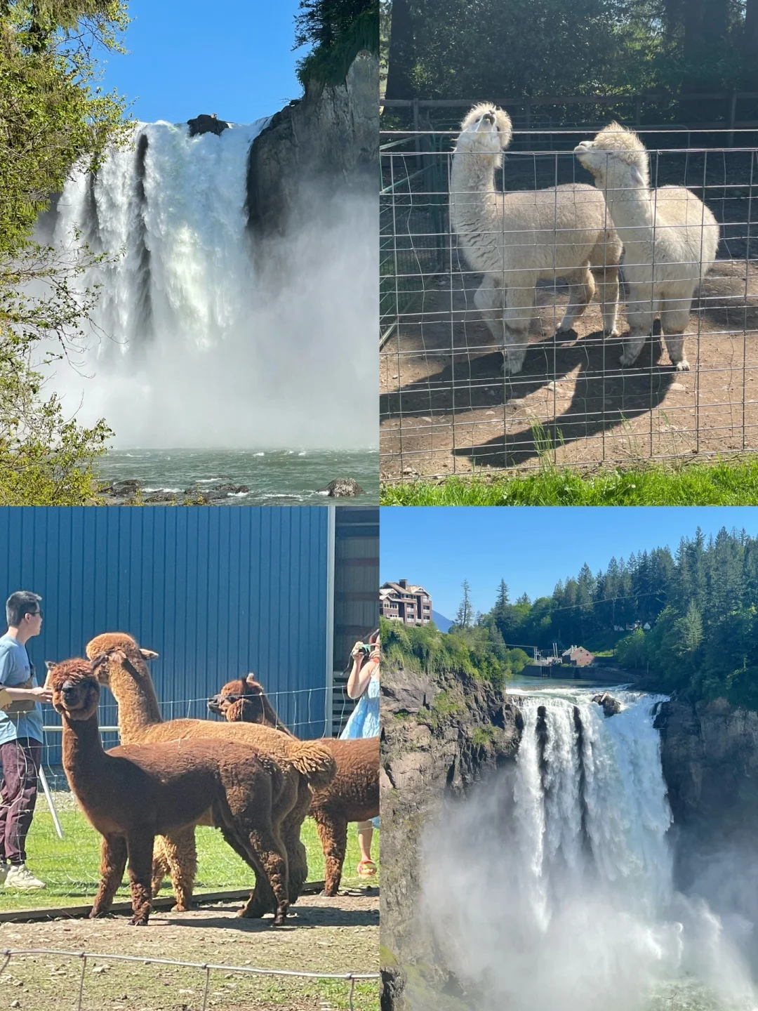 Seattle | Budget-Friendly Lazy Day Out: Waterfalls + Alpaca Encounter