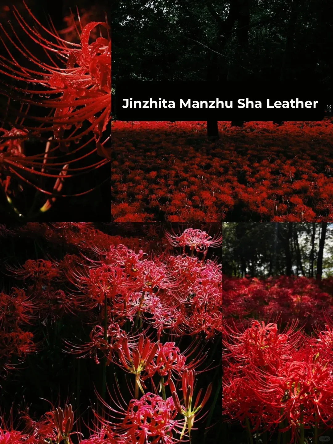 Hidden Gems of Tokyo: 19 Off-the-Beaten-Path Spots for September-November ①