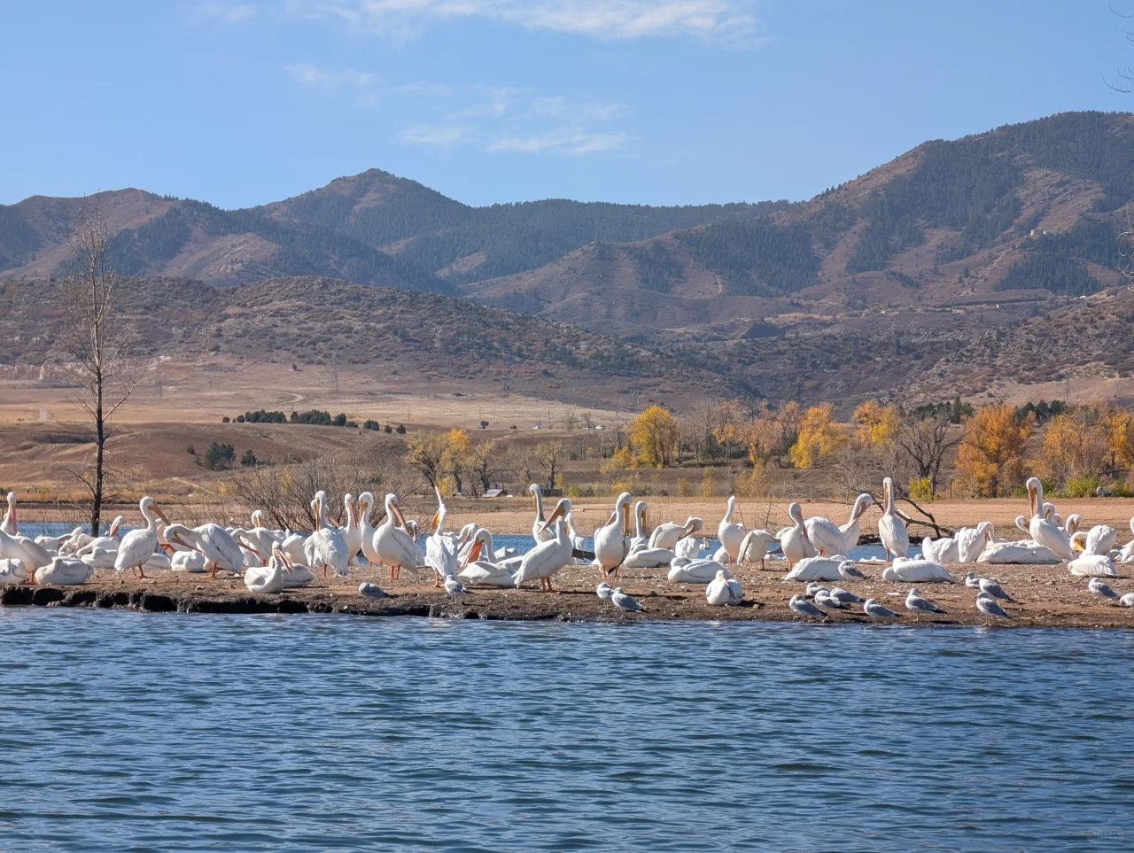 In November, Denver Offers More Than Just Snow—Wildlife Migration Too