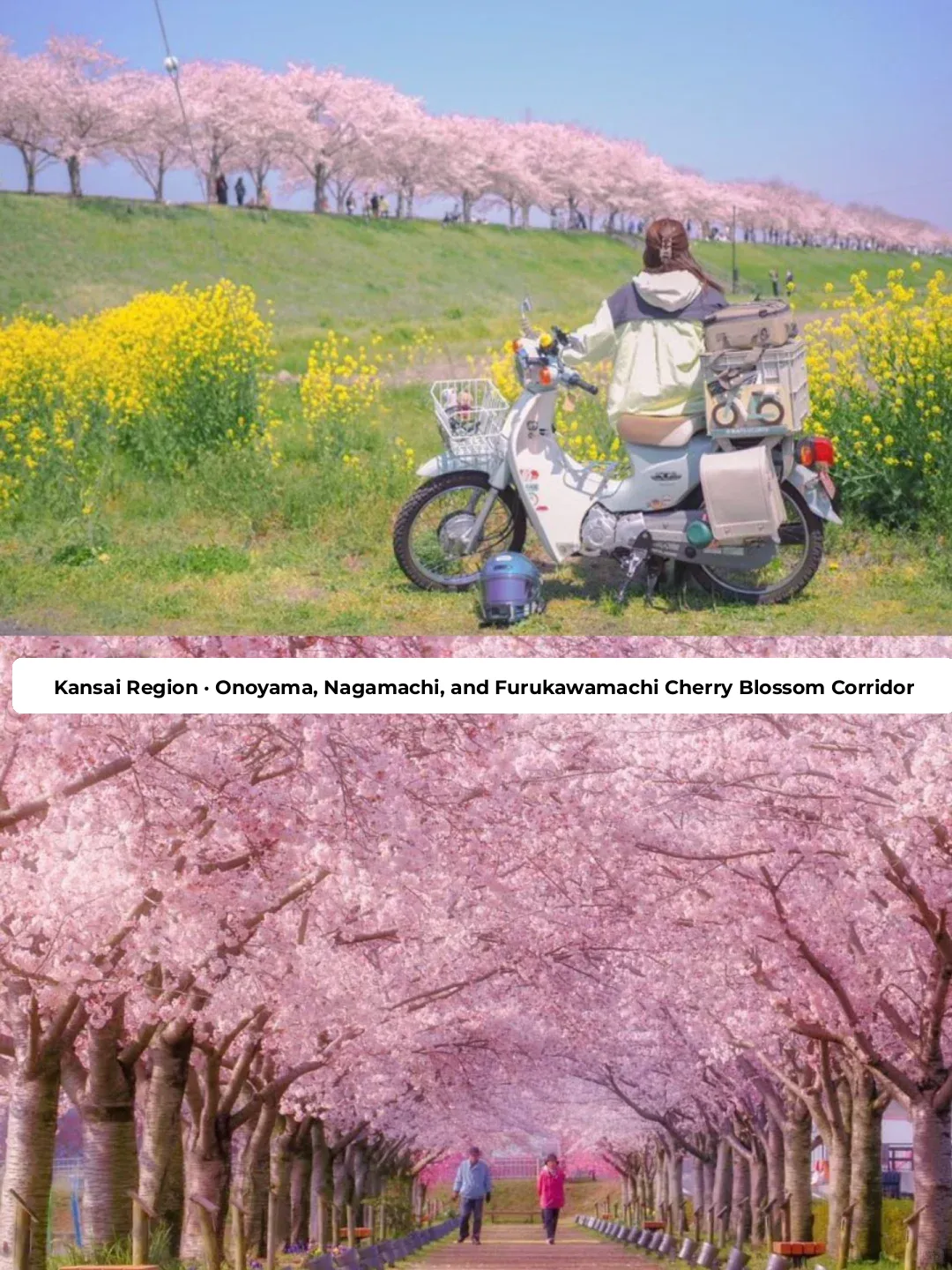 🇯🇵 When to Visit for Cherry Blossom Season? Where to Go? This Post Has You Covered!