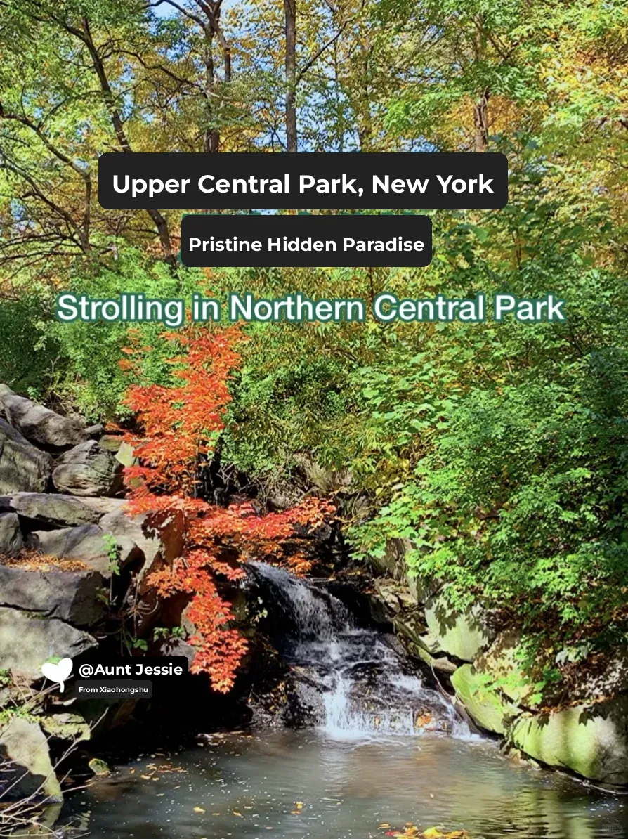 NYC Urban Hiking Route | Northern Central Park: The Dense Forest 🦅