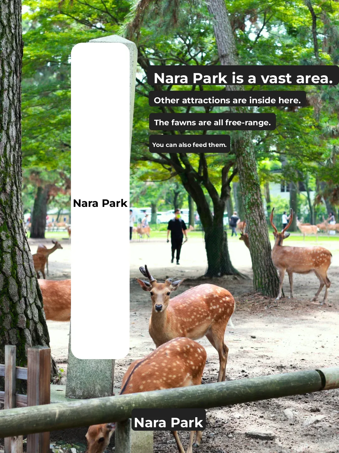 Skip the JR Line to Nara!! Take This Ride and You'll Be Speechless