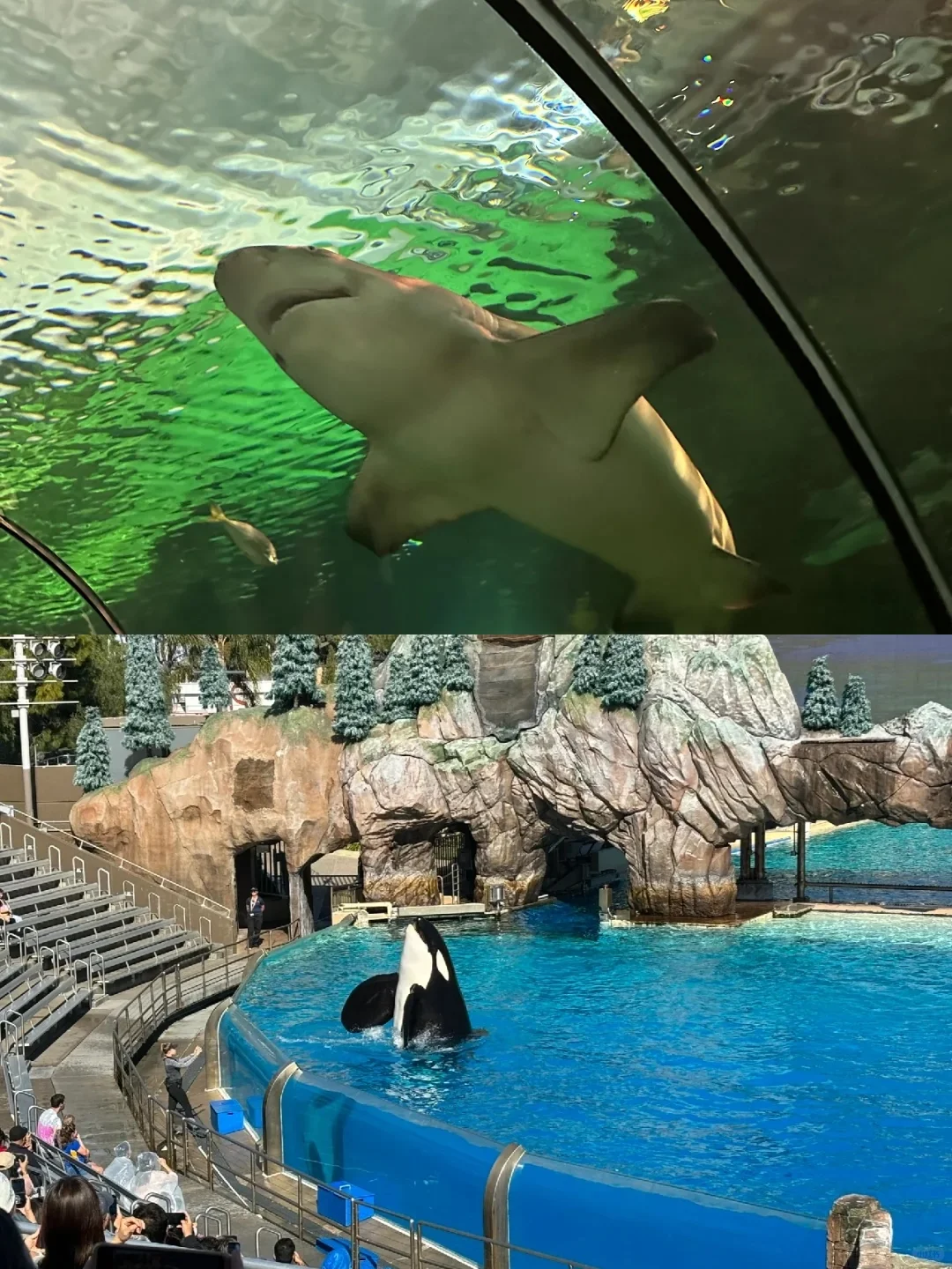 🔥Ultimate Guide to San Diego SeaWorld｜🌊