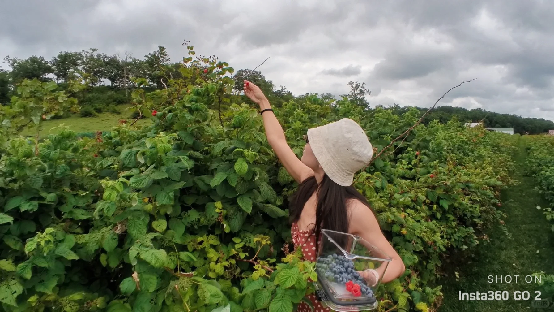 First Time Blueberry Picking in Columbus 🫐