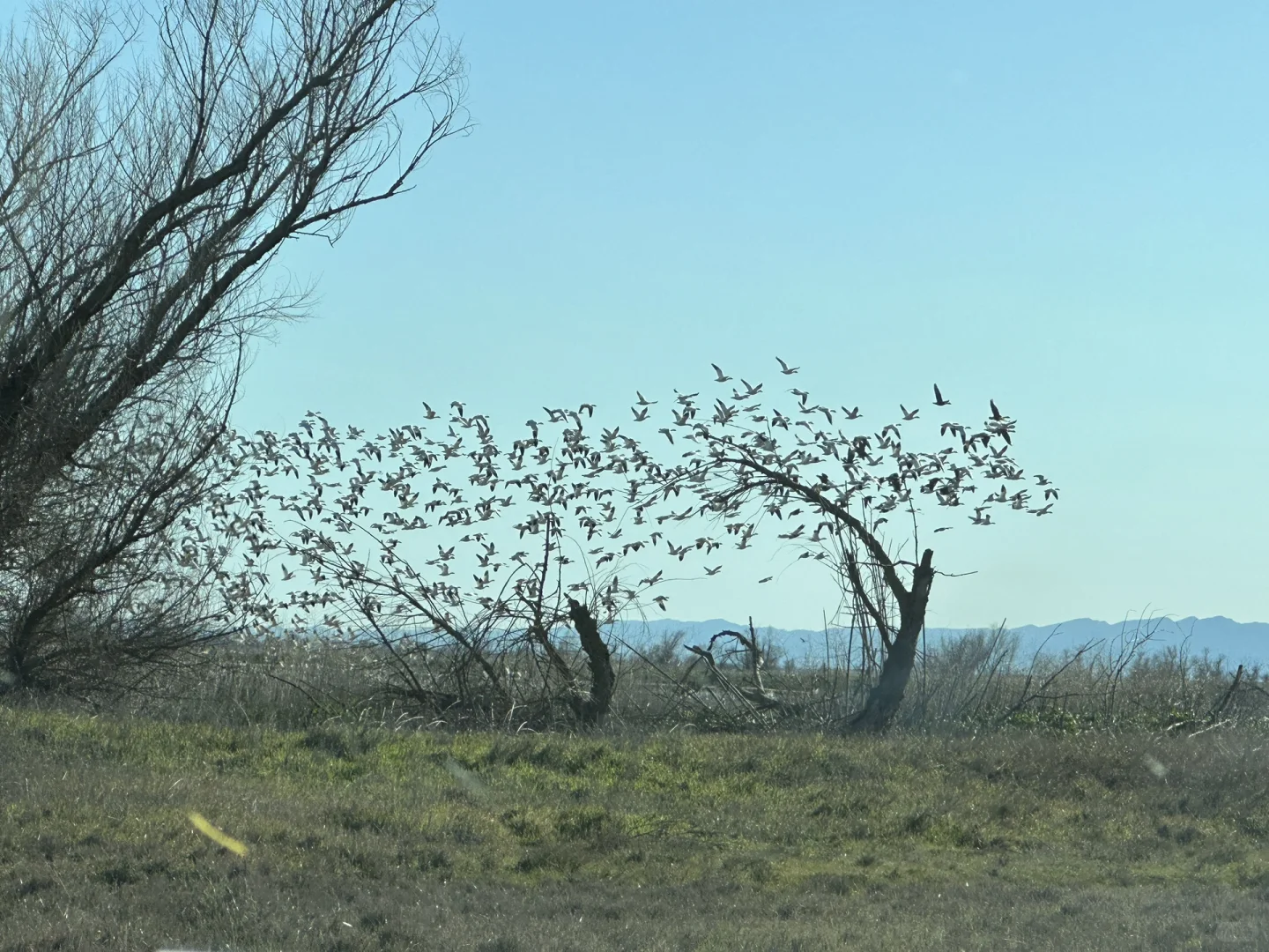 What to Do Around Davis!