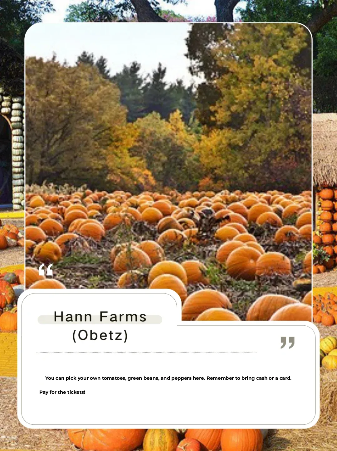 🍂 OSU｜Autumn Pumpkin Adventure🎃