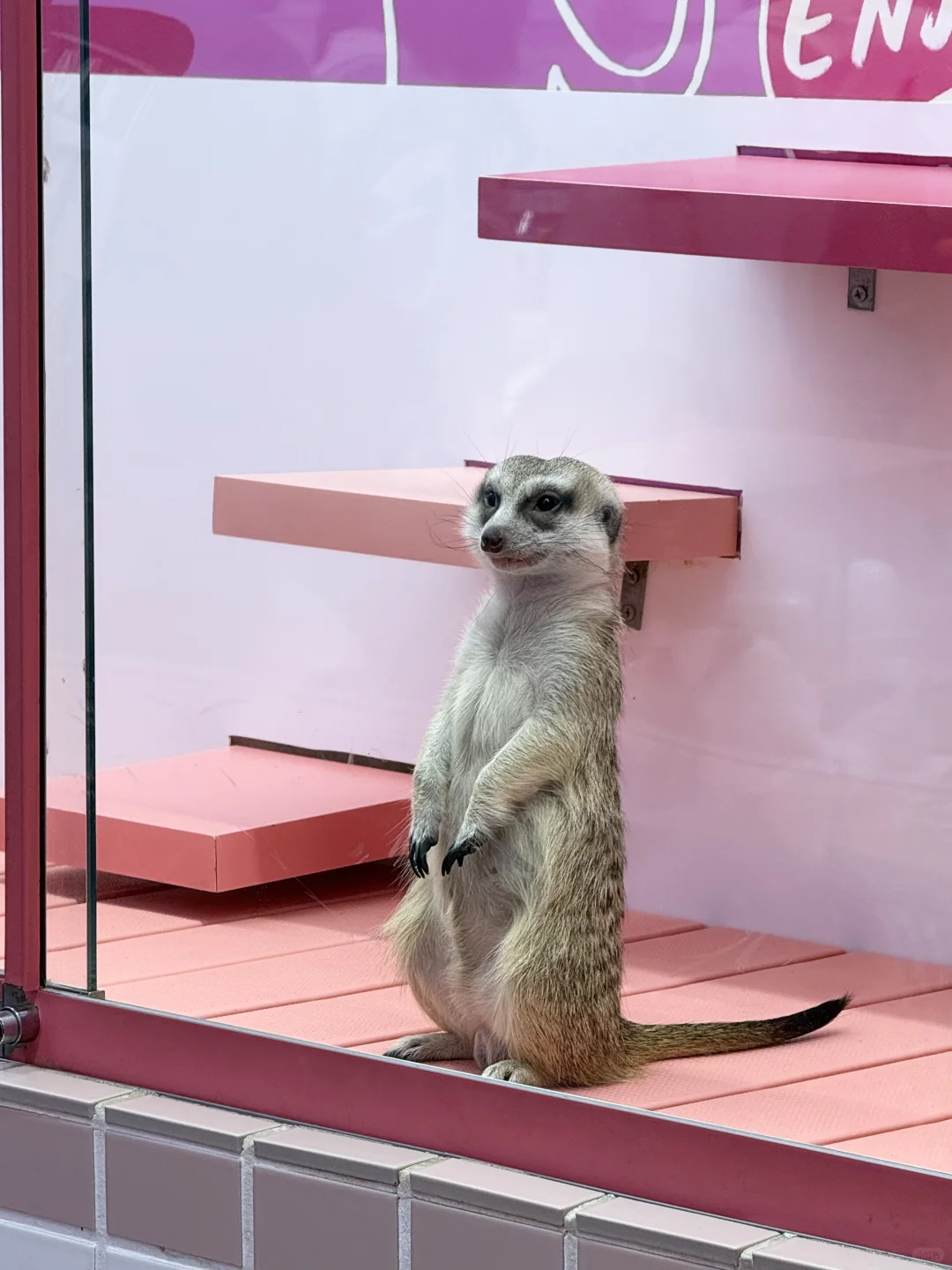 Tokyo📍Family-Friendly Recommendation: The Instagram-Famous Zoo That Made Jay Chou's Wife, Hannah Quinlivan, a Fan