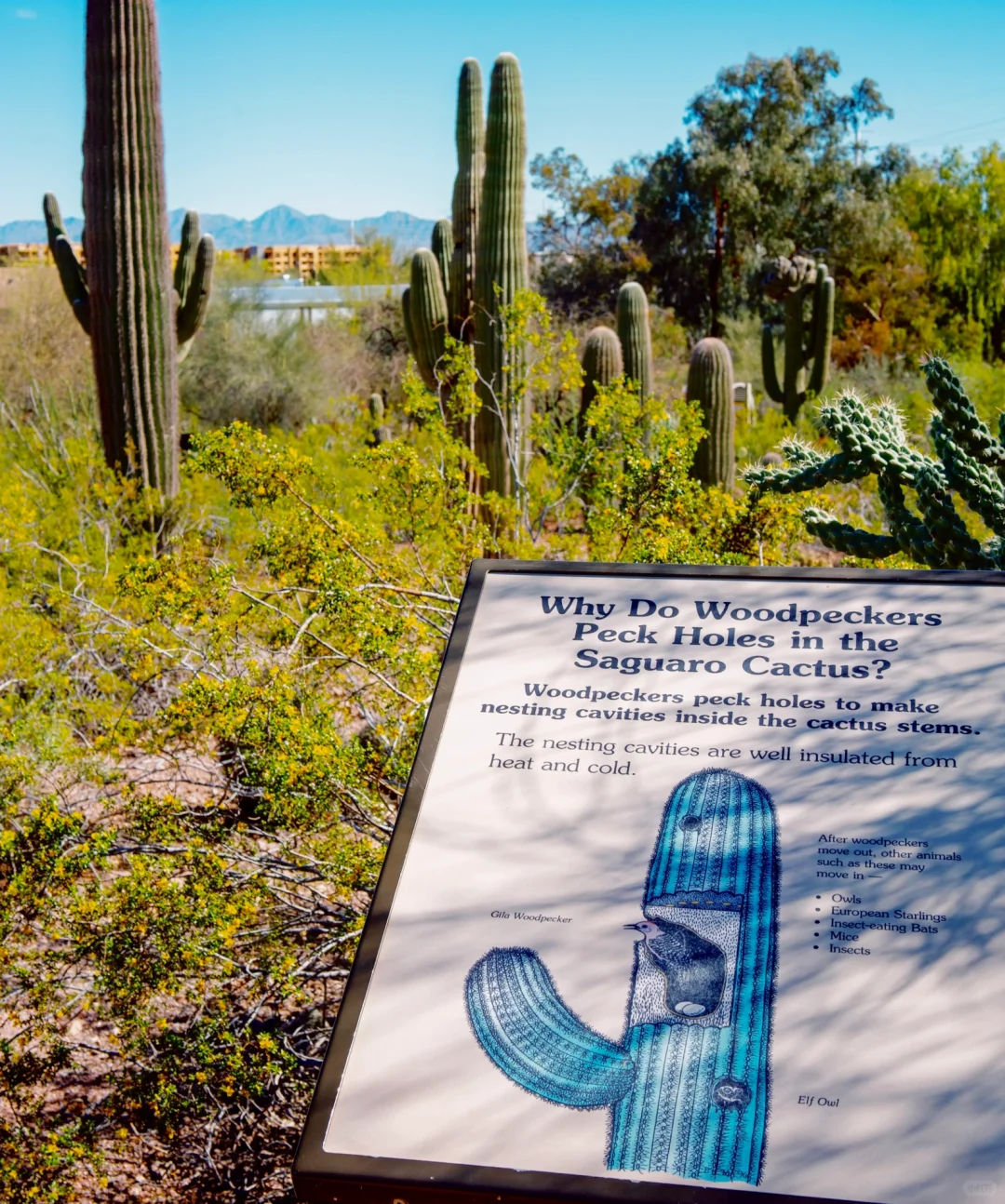 Phoenix, Arizona: The Land of Cacti