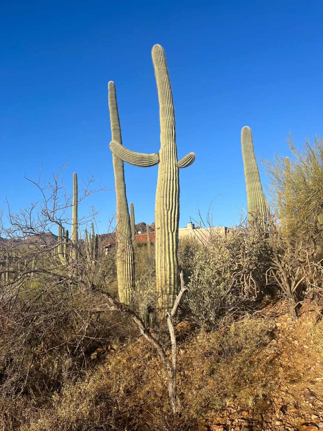 Saguaro Cacti of Tucson, Arizona 🌵