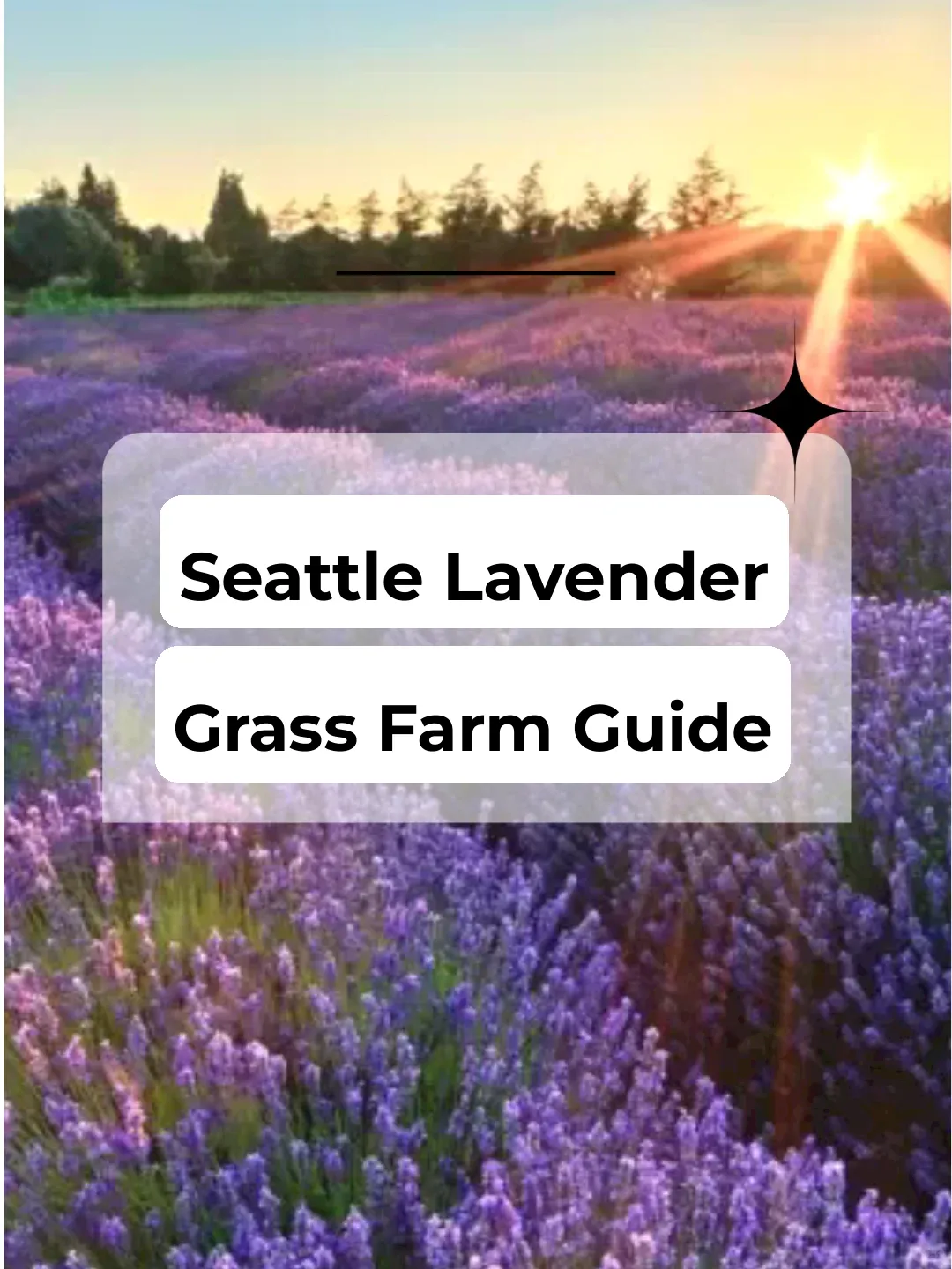 💜Seattle Lavender Farm Guide💜