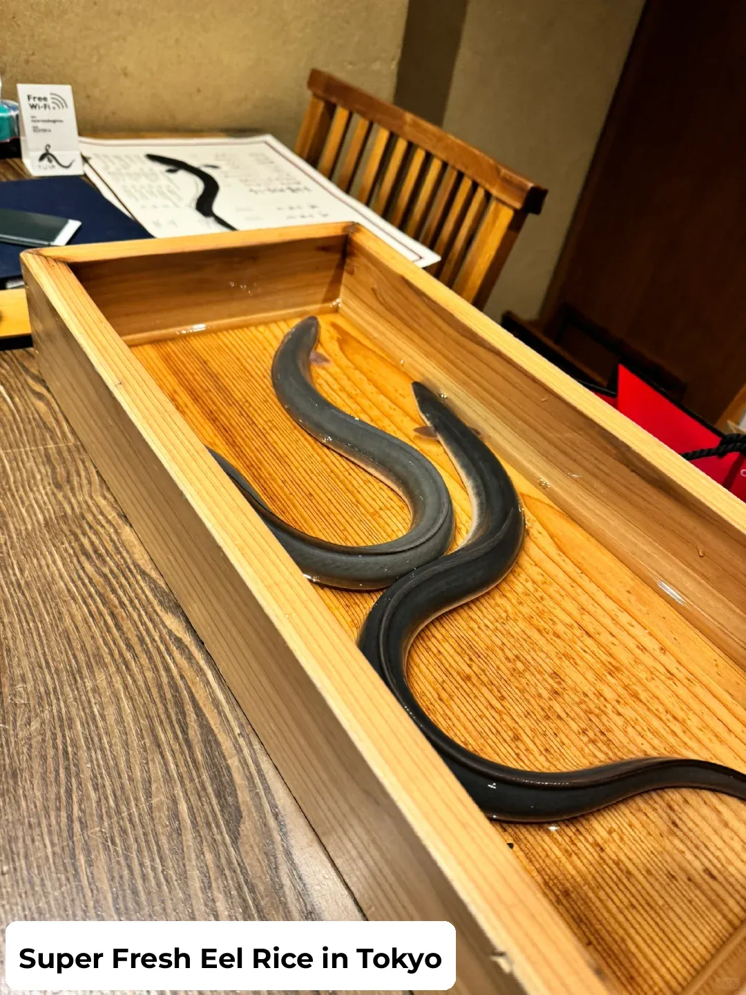 Tokyo🇯🇵｜What's it like to chase after eel bites!?