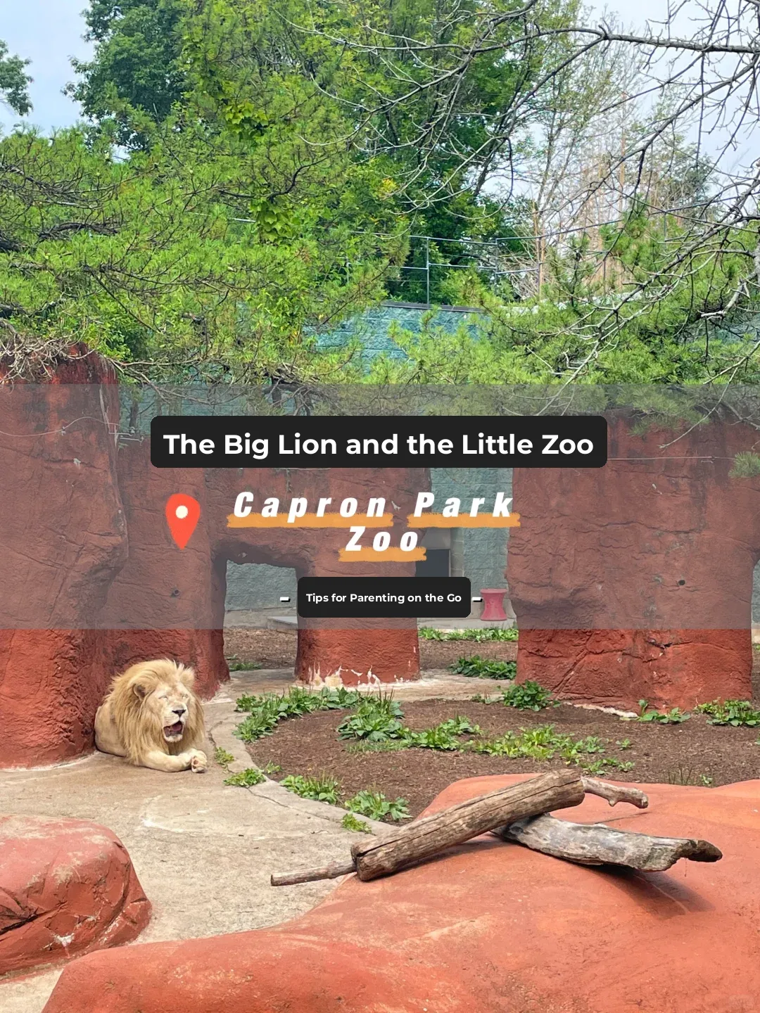 🔅 Exploring Boston with Kids | Small Zoo, But the Most Beautiful Lions