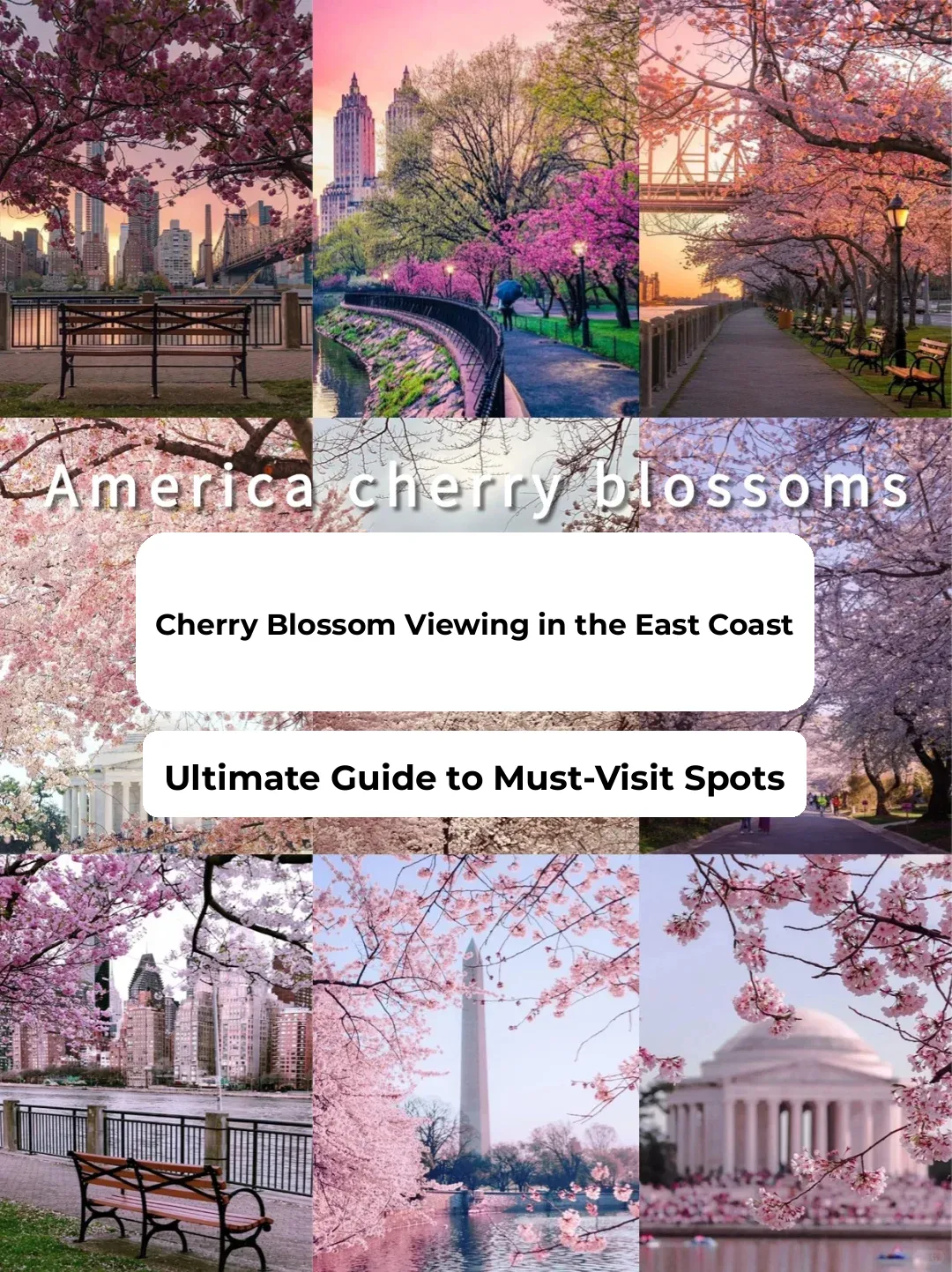 Ultimate Cherry Blossom Guide for the U.S. East Coast❗ Stunning Flower Viewing Itinerary ✅