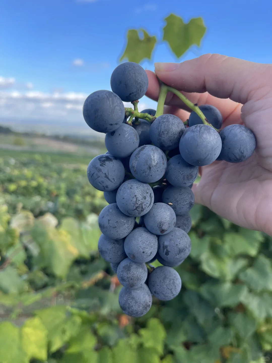 NYC Fall Harvest! The Ultimate Farm for Fresh Fruits & Veggies!