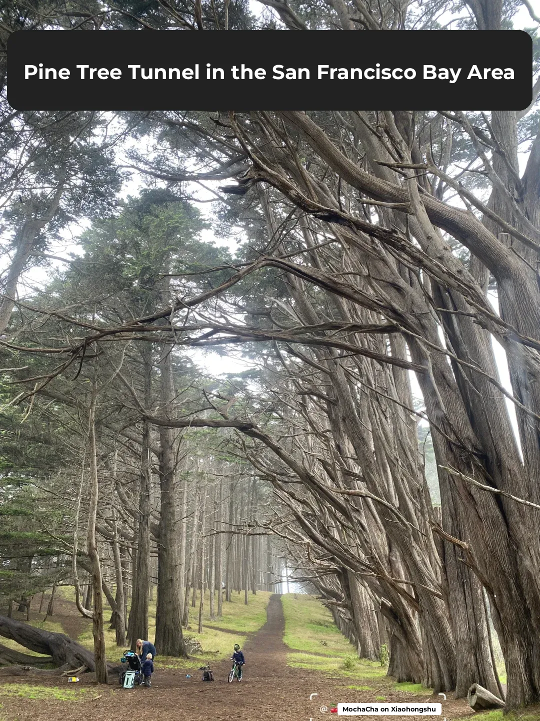 🌟The Cypress Forest Tunnel in the Rainy Season of the San Francisco Bay Area🌟