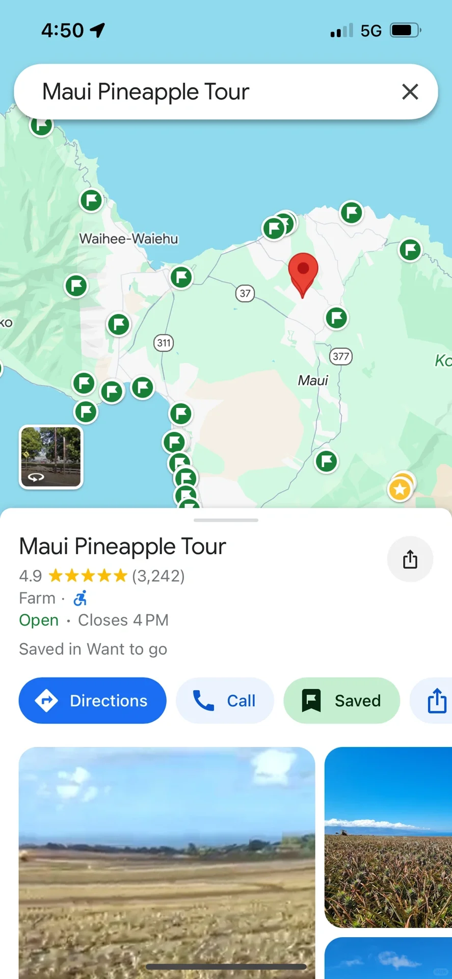 Maui Pineapple Tour – Time to Pick Mini Pineapples! 🍍