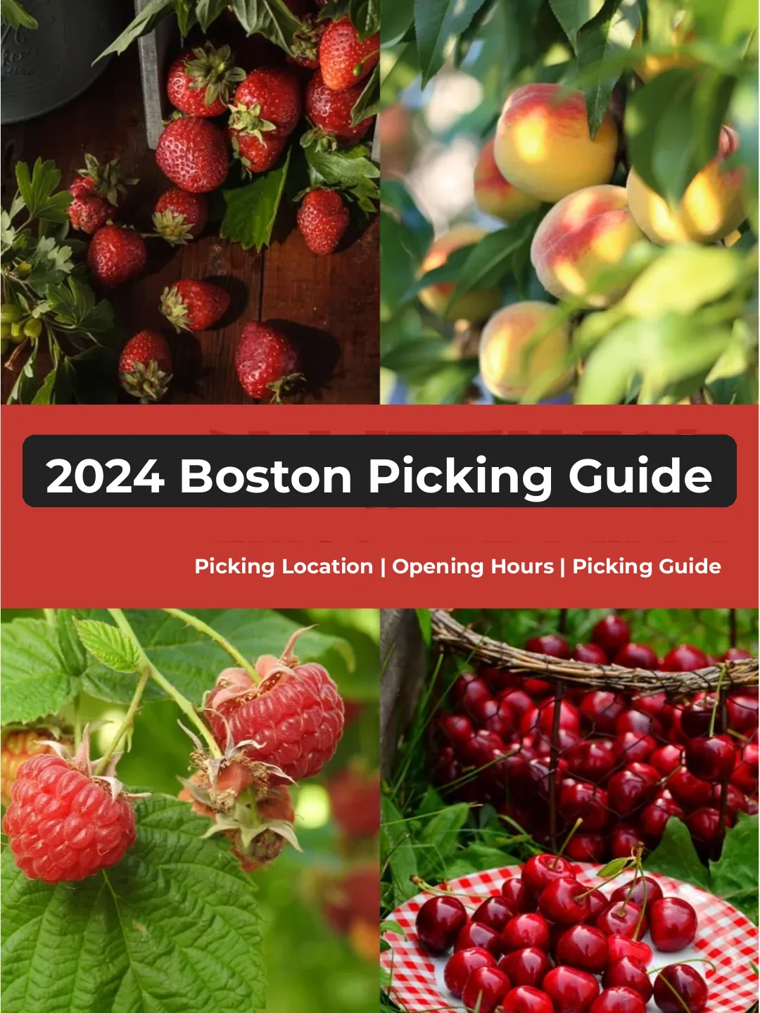 2024 Boston Fruit Picking Guide | Best U-Pick Farms in Boston