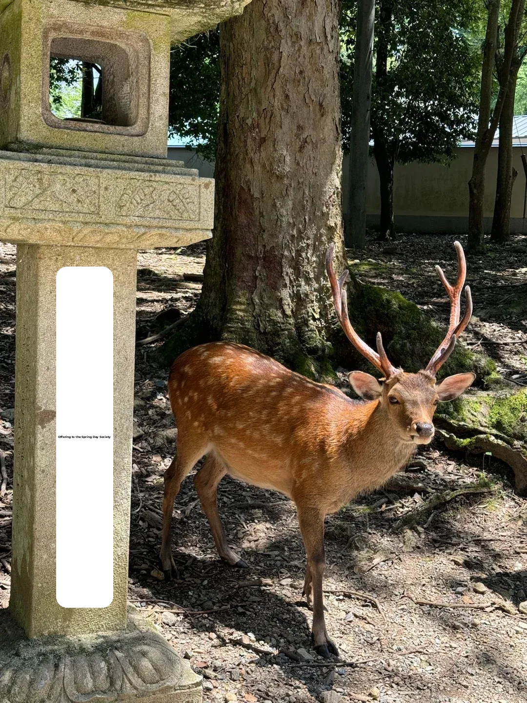 Nara-Uji Day Trip: The Ultimate Local's Itinerary