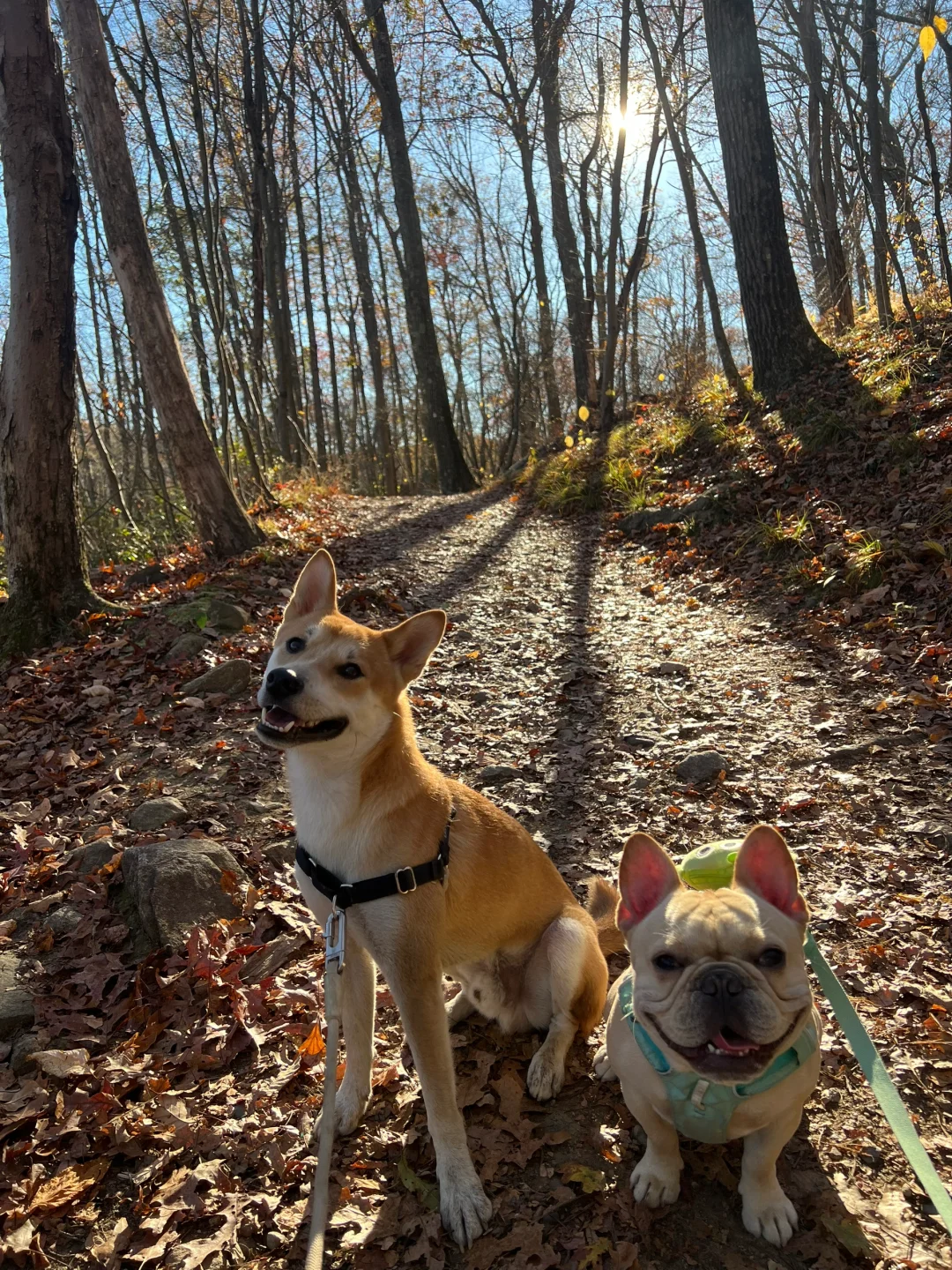 Autumn Adventure with a Pup in New Jersey 🍂