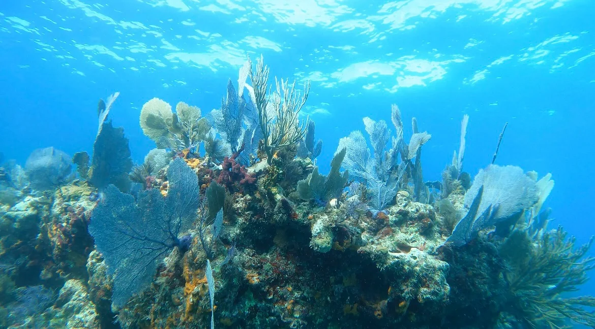 "First-Time Scuba Diving Experience in Key Largo, Miami 🤿 – A Beginner's Guide"