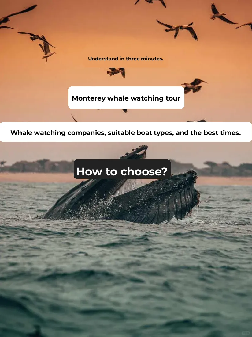 "One Article to Understand Whale Watching in Monterey: Best Companies & Ideal Boat Types"