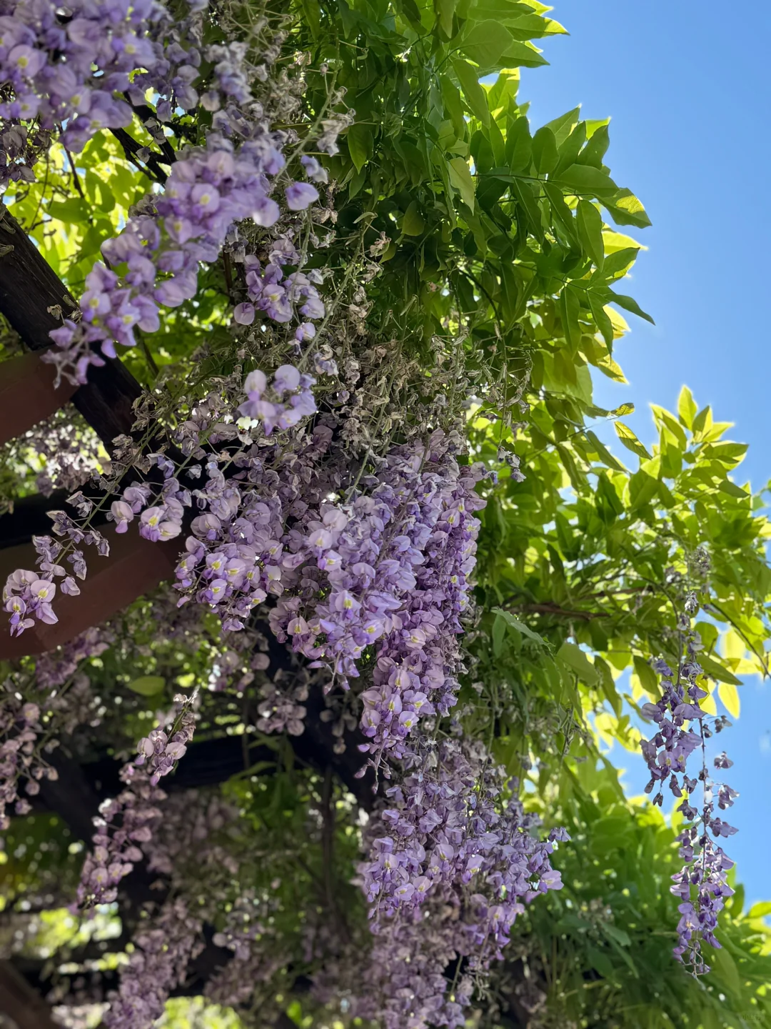 Accidentally Stumbled Upon a Field of Wisteria