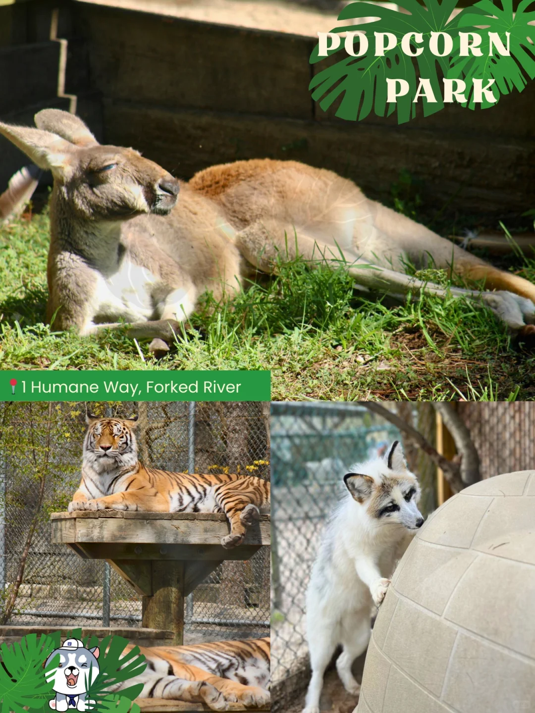 Honestly, the 'fluffiness' factor in New Jersey is off the charts, isn't it?