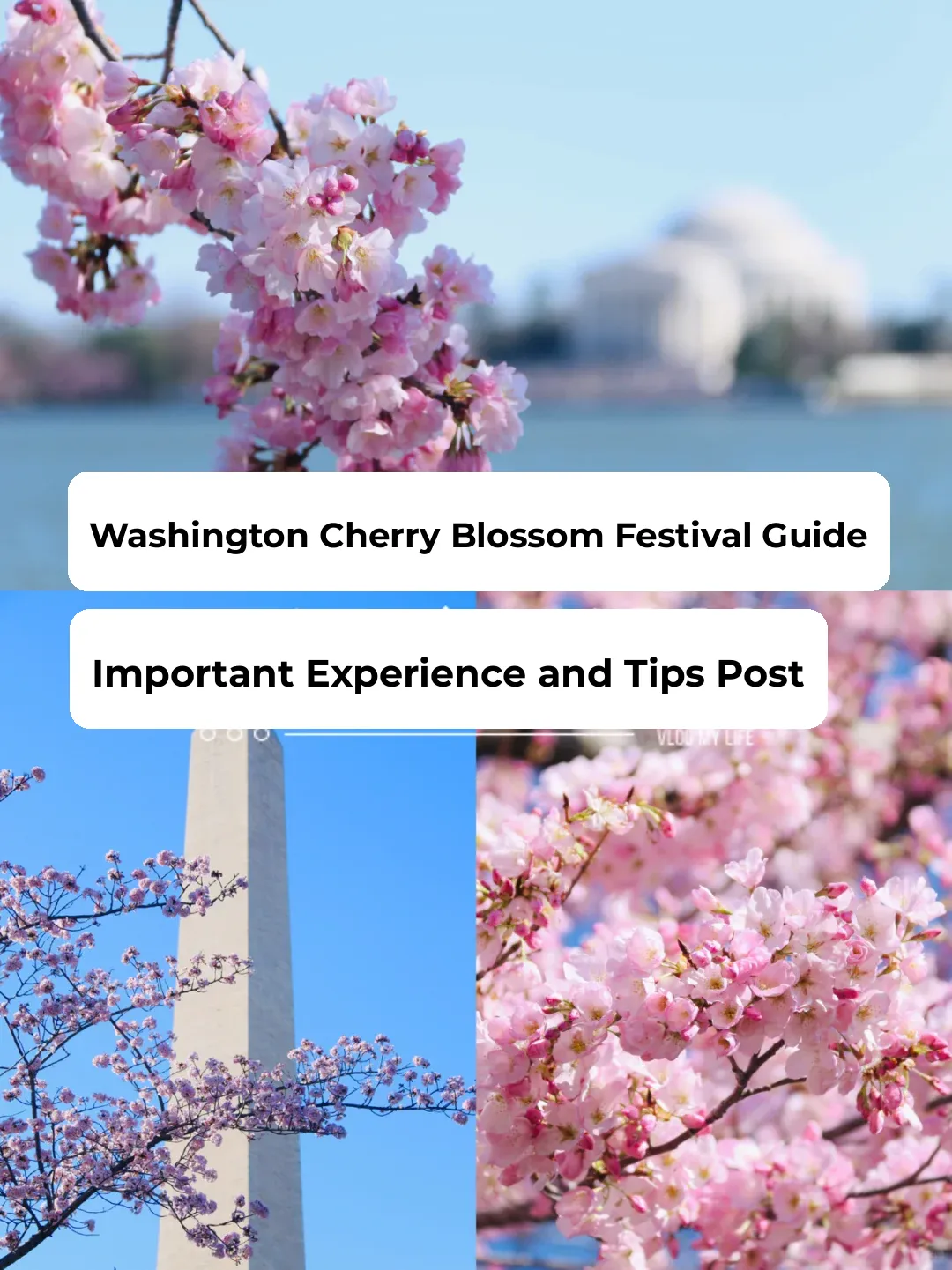 Cherry Blossom Viewing Guide! A Complete One-Day Itinerary for the Washington D.C. Cherry Blossom Festival