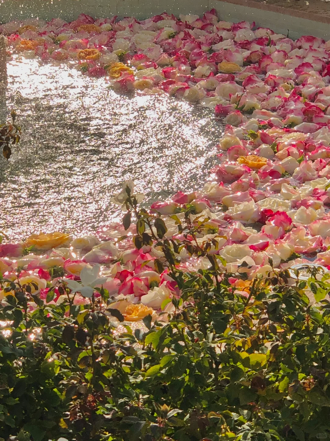 Share ｜ Tokyo's Autumn Rose Garden 🥀