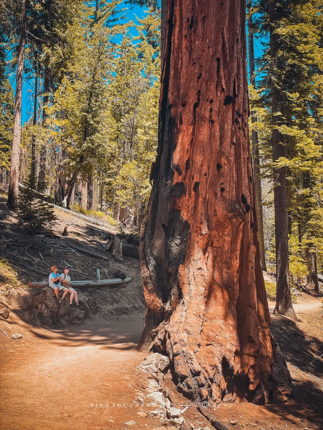 Road Trip in California: Today's Awe Comes from Yosemite's Giant Sequoias