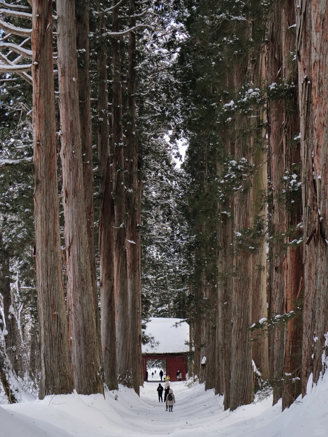 3-Hour Direct Flight to Shanghai 🇯🇵 Lost in the Giant's Forest of Wind Valley 🌲