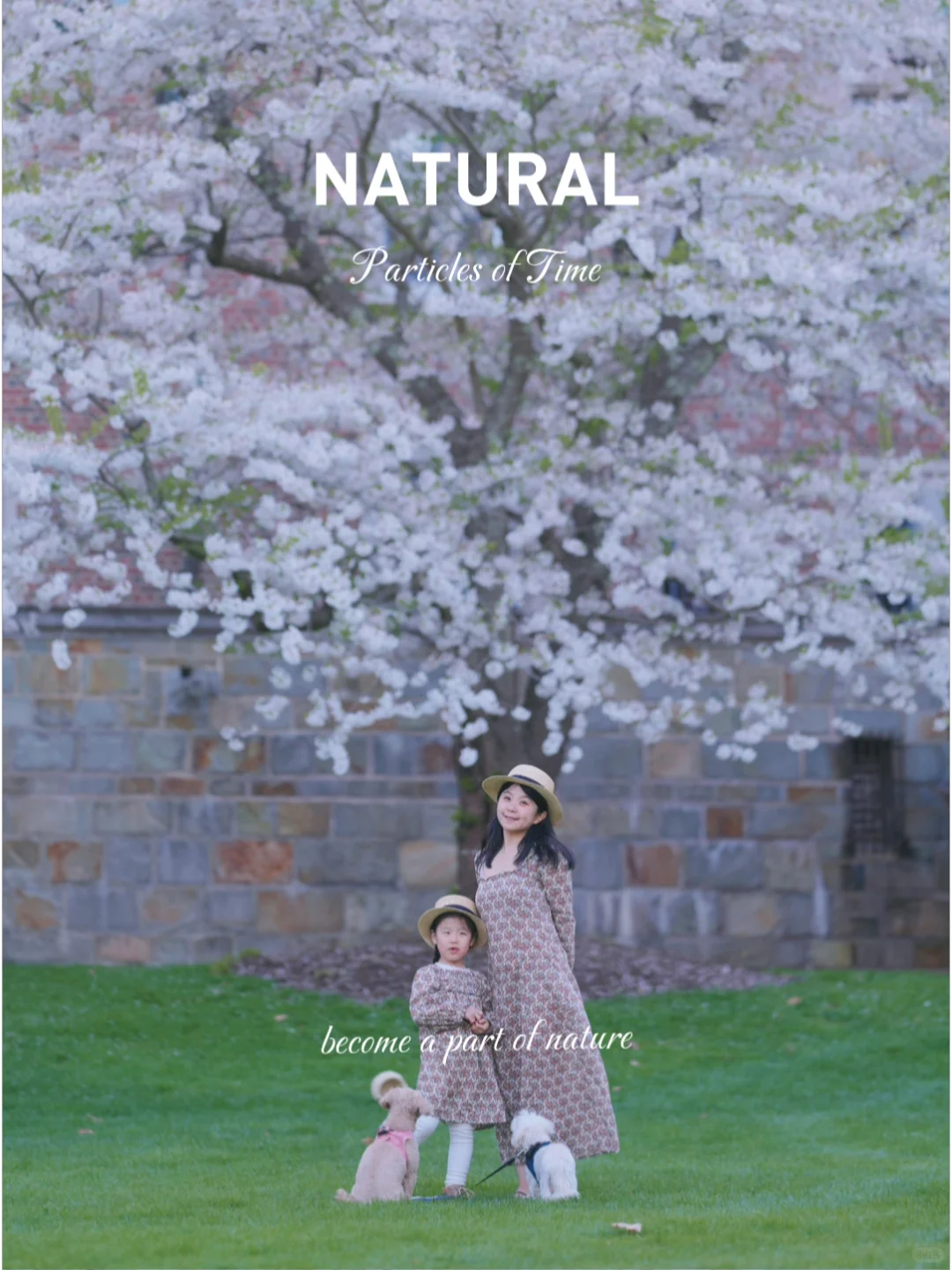 Boston Cherry Blossom Season: A Stunning Sakura Viewing Map—Are You Ready?