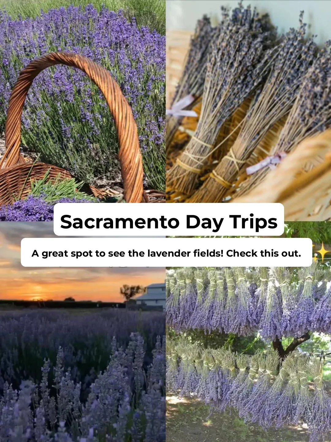Around Sacramento | Best Spots to See Lavender Fields ✨